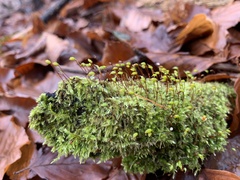 Brachytheciastrum velutinum