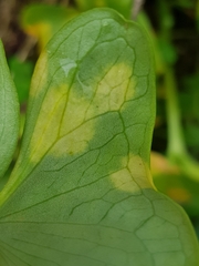 Phyllosiphon arisari