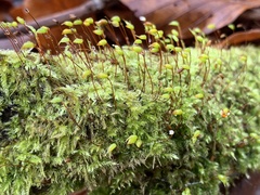 Brachytheciastrum velutinum