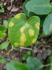 Phyllosiphon arisari