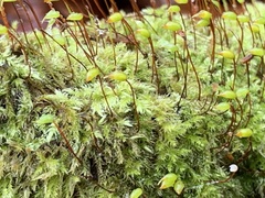 Brachytheciastrum velutinum