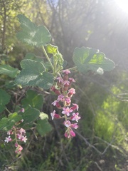 Ribes malvaceum