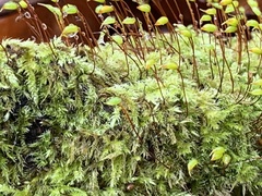 Brachytheciastrum velutinum