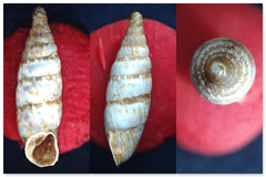 Papillifera papillaris