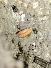 Trichoniscoides machadoi