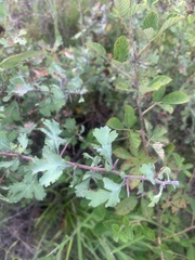 Crataegus marshallii