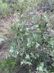 Crataegus marshallii