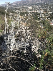 Tetradymia comosa
