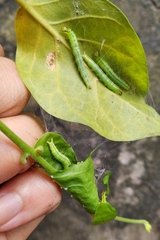 Nausinoe