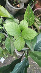 Ficus hispida