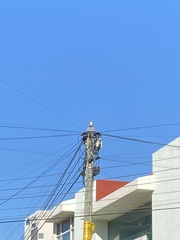 Pitangus sulphuratus