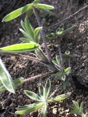 Lupinus formosus