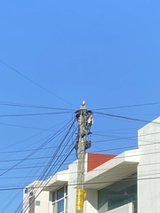 Pitangus sulphuratus