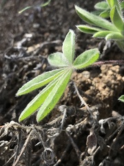 Lupinus formosus