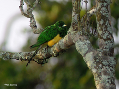 Chrysococcyx cupreus