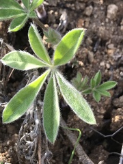 Lupinus formosus