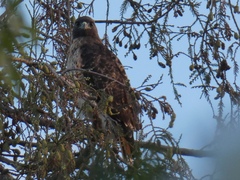 Buteo jamaicensis