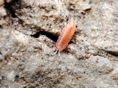 Trichoniscoides machadoi