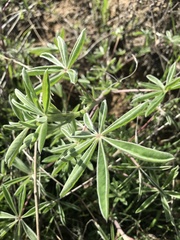 Lupinus formosus