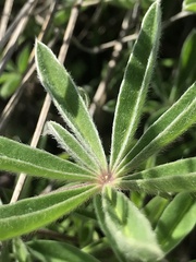 Lupinus formosus