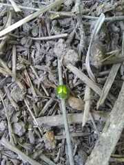 Plagiometriona herbea