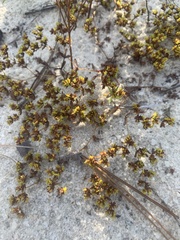 Paronychia herniarioides