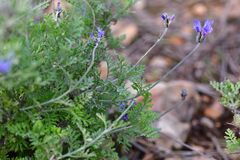 Lavandula multifida