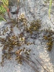 Paronychia herniarioides