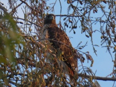 Buteo jamaicensis