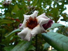 Strophanthus gratus