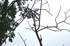 Phoenicurus ochruros