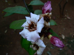 Strophanthus gratus