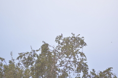 Ficedula hypoleuca