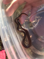 Carphophis amoenus amoenus