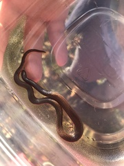 Carphophis amoenus amoenus