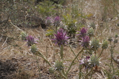 Cynara syriaca