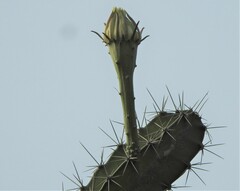 Acanthocereus