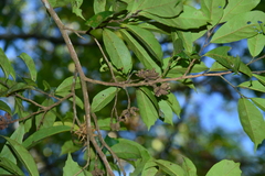 Eustigma oblongifolium