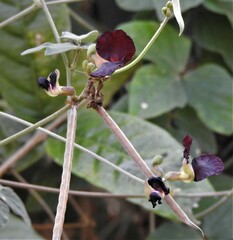 Macroptilium atropurpureum