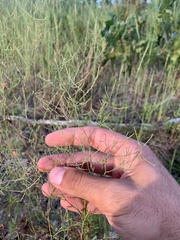 Polygonella polygama