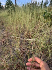 Polygonella polygama