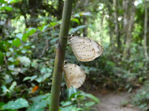 Liptena undularis