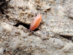 Trichoniscoides machadoi