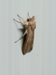 Cucullia umbratica