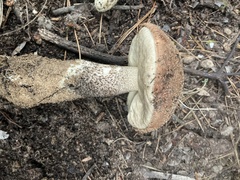 Leccinum manzanitae