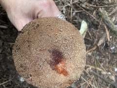 Leccinum manzanitae
