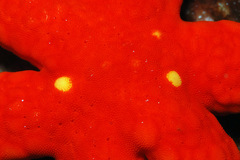 Fromia pacifica