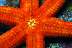 Fromia pacifica