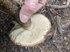 Leccinum manzanitae