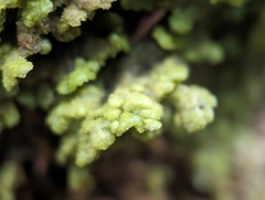 Radula complanata